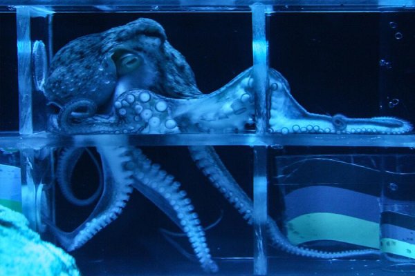 Ссылка кракен kraken torion net
