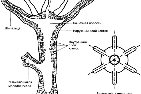Рабочее зеркало кракен
