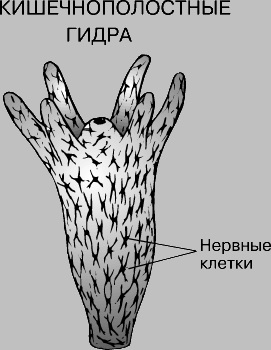 Кракен ссылка 2web krakendark link